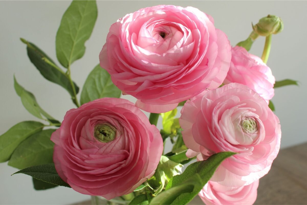 Ý Nghĩa Của Hoa Mao Lương