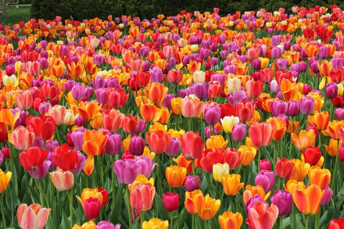 Tulip