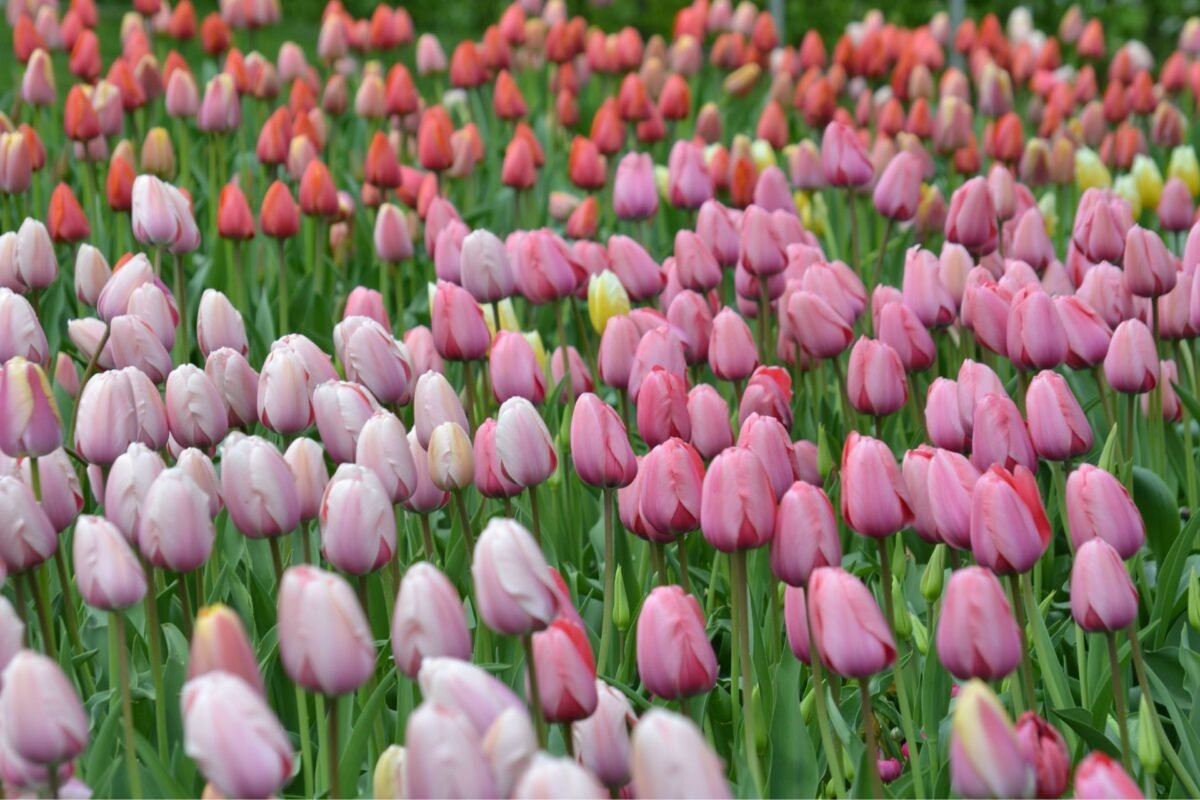 Tulip