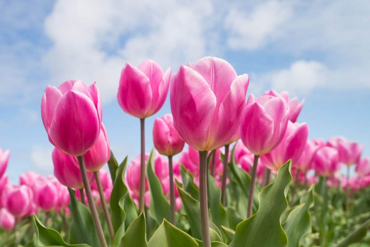 Tulip