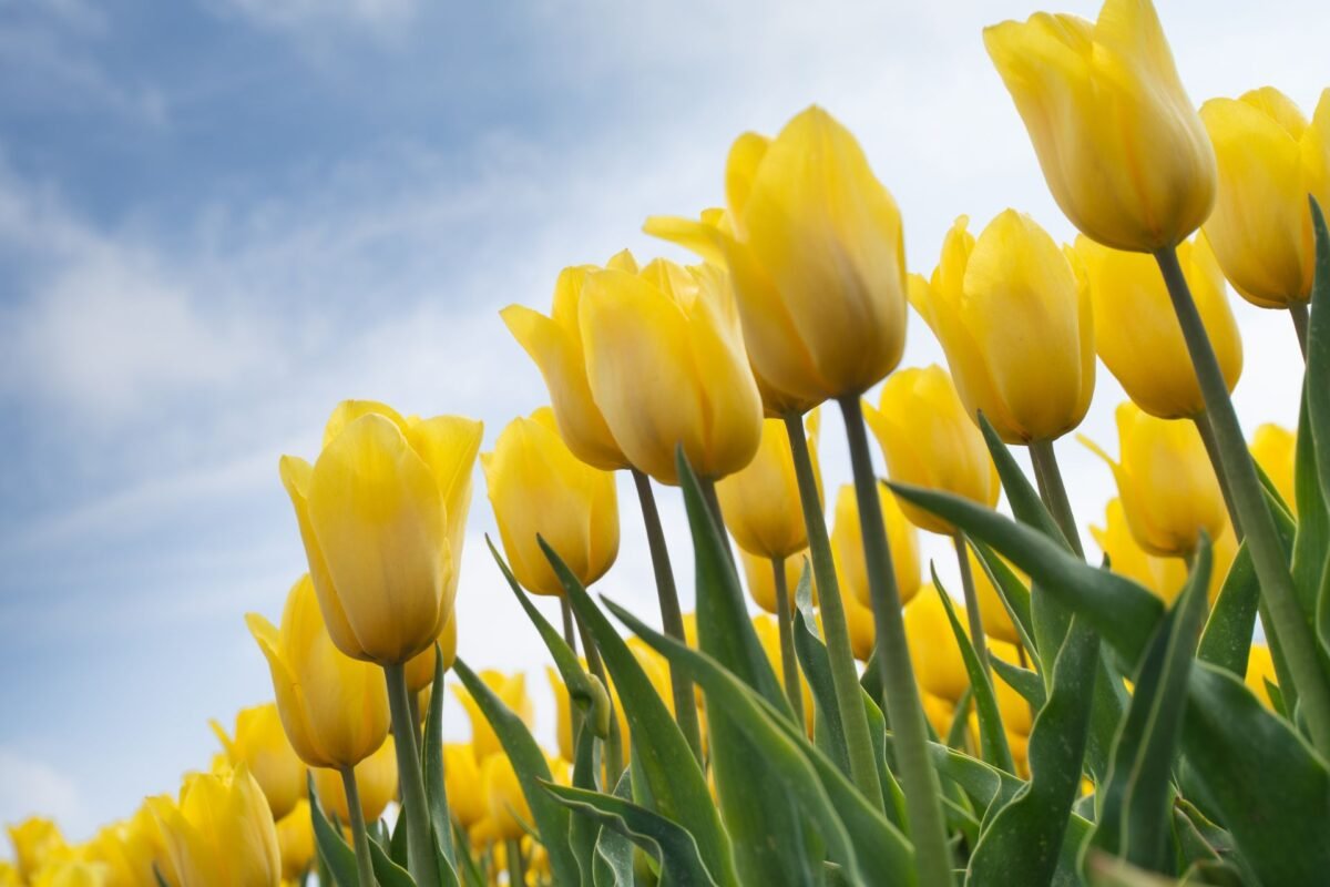 Tulip