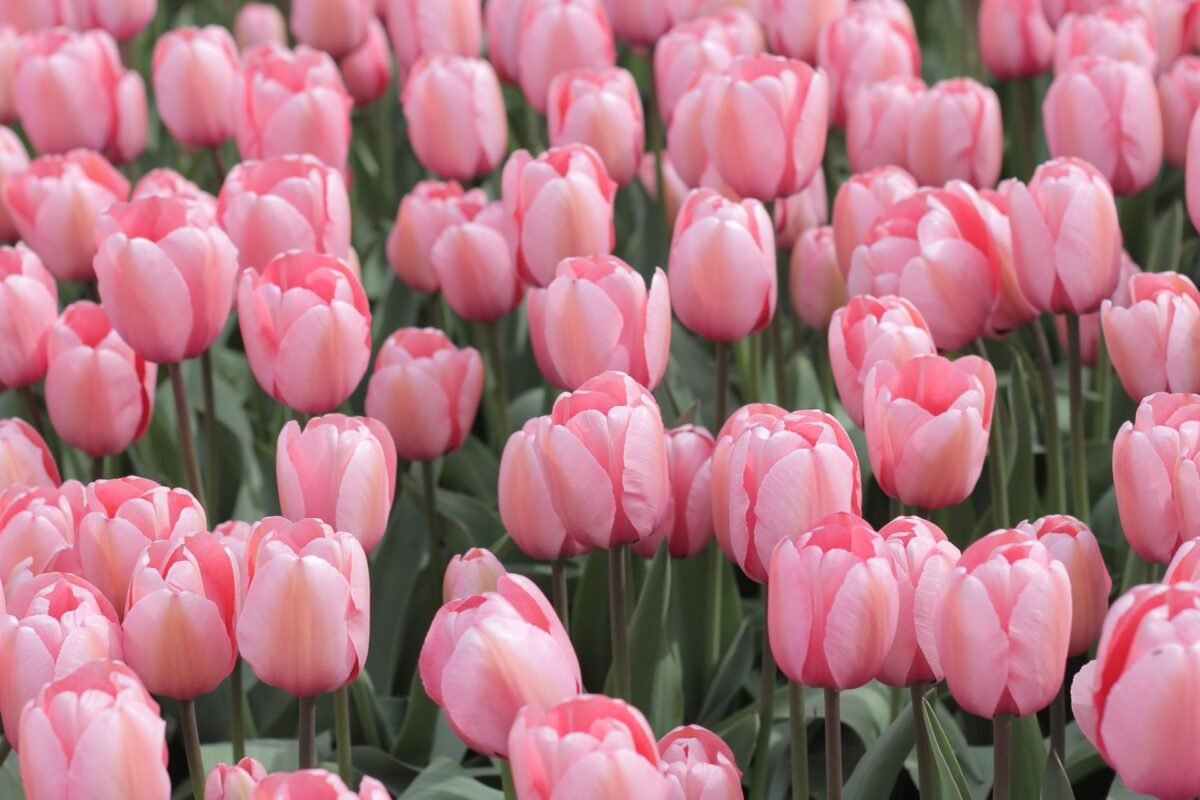 Tulip