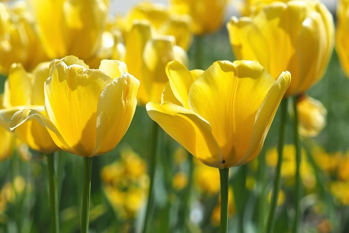 Ý Nghĩa Của Hoa Tulip Vàng