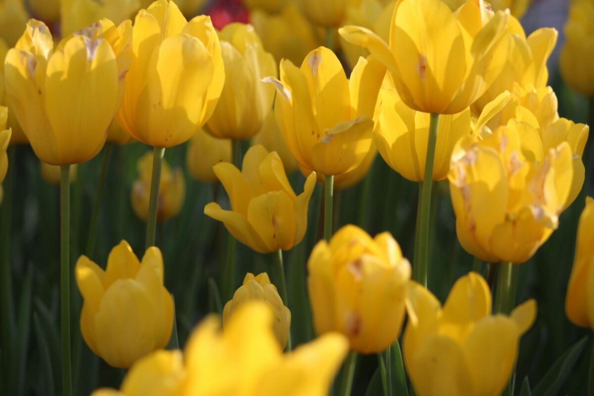 Ý Nghĩa Của Hoa Tulip Vàng